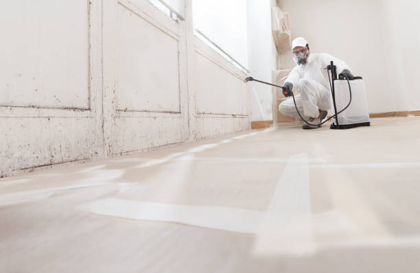 Black mold remediation team in Lake Leelanau